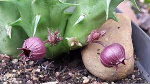 Image result for Orbea lugardii