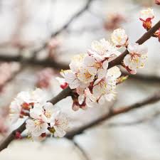 Just like with magnolias, eastern redbuds produce flowers before the leaves appear on the trees. Tree Branch With Blooming Flowers On Blurred Background Free Stock Photo And Image