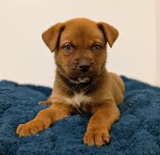 Urgent medical foster homes needed for puppies