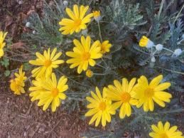 Image result for Euryops