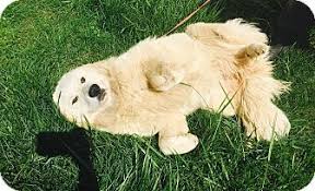 They also receive their first vaccinations the puppies will be an english cream/american golden mix which gives the puppies a medium to light cream color. Hazard Ky Golden Retriever Great Pyrenees Mix Meet Cuddles A Dog For Adoption Dog Adoption Golden Retriever Pyrenees Mix Dog