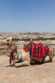 Is It Ethical To Ride Camels? What You Need To Know
