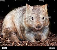Image result for Northern hairy-nosed wombat