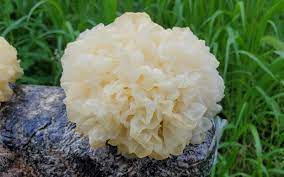 Wählen sie aus einer vielzahl ähnlicher szenen aus. A Guide To Tremella Mushroom Freshcap Mushrooms