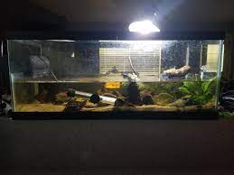 Today i setup a 40 gallon breeder tank for corvid, my alligator snapping turtle. My Alligator Snapping Turtle S Bioactive Aquarium Turtles