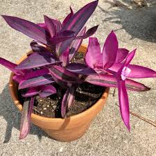 Care for bleeding heart includes keeping the soil consistently moist by regular watering. Tradescantia Pallida Variegata Purple Heart Spiderwort Variegata In Gardentags Plant Encyclopedia