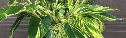 Variegated shell ginger is grown as a foliage plant and is the most popular variegated ginger. Variegated Shell Ginger Alpinia Zerumbet Variegata Melinda Myers