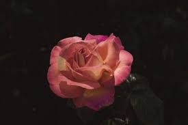 Black Background With Rose In Middle Misha Photos Images Assets Adobe Stock In 2020 Dark Backgrounds Pink Rose Rose