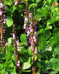 Image result for Macropsychanthus