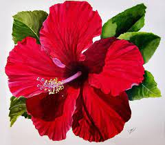 Sara S Pashion By Karen Casciani Flower Painting Hibiscus Hibiscus Flowers