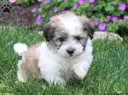 1000 Images About Havanese On Pinterest Havanese Puppies Havanese Puppies Havanese Dogs Havanese Puppies For Sale
