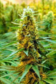 Marijuana Weed 420 Drugs Wallpapers Hd Desktop And Mobile Backgrounds Ultra hd 4k wallpapers for desktop, laptop, apple, android mobile phones, tablets in high quality hd, 4k uhd, 5k, 8k uhd resolutions for free download. marijuana weed 420 drugs wallpapers