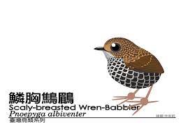 電腦繪圖 台灣特有種鳥類 台灣鳥類系列 blueway的相簿 隨意窩xuite 相簿 bird art animals bird
