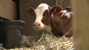 The pads are unusual looking because they are elongated and pointy. Family Adopts Calf Found In Richmond