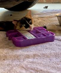 Consider adding ice cubes to keep the water cooler. Just Trying To Keep Feral Cats Cool Through This Heat Tucson