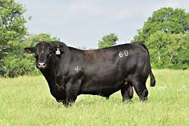 Meet Top Game The Bull Who S Fathering The Next Generation Of Walmart S Beef