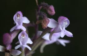 Image result for Corymborkis