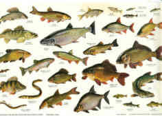 Books On British Freshwater Fish British Freshwater Fishes