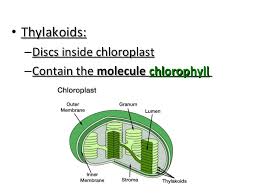 Maybe you would like to learn more about one of these? Chloroplasts And Chlorophyll For Advanced Biology 9th Grade