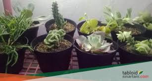 Cuma kekurangannya adalah, dia tidak punya variasi tanaman hias yang banyak. Beli Kaktus Online Yang Lucu Bagaimana Merawatnya