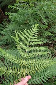 Image result for Histiopteris