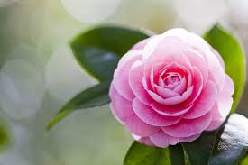 Ha fiori a grappolo profumatissimi. I 10 Fiori Primaverili Che Sbocciano Quando Finisce Il Freddo Ohga