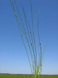 Image result for Schoenoplectiella