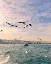 Pin By Delya R Salaman On Amore In Turkiye 365 Illusions Animals