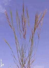 Image result for Aristida adscensionis