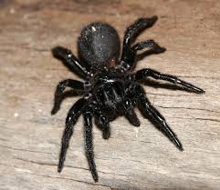 Risultati immagini per atrax robustus