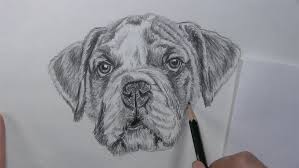 For this piece i am using faber castell polychromos p. How To Draw A Dog Face With Realistic Features Let S Draw Today