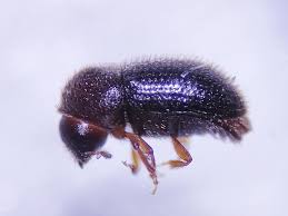 Image result for Hypolytrum goetghebeur