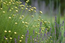 Kräuter müssen nach verschiedenen kriterien zusammenpassen. Gestalten Mit Lavendel