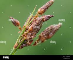 Image result for Fimbristylis dichotoma
