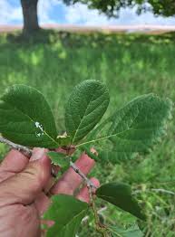 Image result for Curtisia dentata