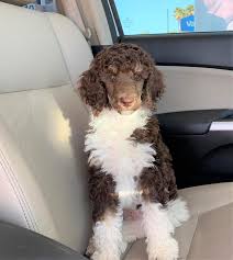 Apricot, black, blue, brown, cafe au lait, cream, grey standard poodles are the oldest of the three poodle sizes, and belong to the utility dog group. Poodle Colors 31 Poodle Coat Colors Explained With Pictures