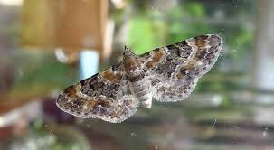 Image result for Eupithecia pulchellata