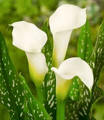 Calla lilies zum kleinen preis hier bestellen. Zantedeschia Albomaculata Calla Lily