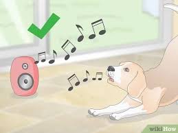 We did not find results for: How To Teach Your Dog To Howl 8 Steps With Pictures Wikihow