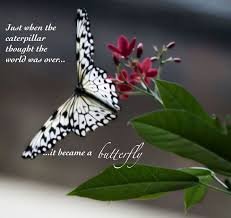 Pin By Robin Tate On Say It Fragyl Mari Mean It Quotes Butterfly Photos Butterfly Quotes Butterfly Drawing
