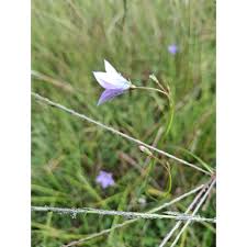 Image result for Wahlenbergia huttonii