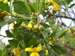 Image result for Chrysanthemoides monilifera