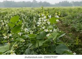 Image result for Dolichos angustifolius