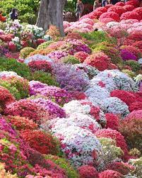 Nezu Jinja Shrine Travel Japan 47 Most Beautiful Gardens Beautiful Gardens Beautiful Flowers Garden