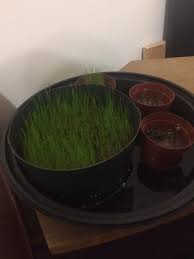 Dwarf Hairgrass Care: Seed, Soil, Gravel & Carpet Planting - Fish Laboratory
