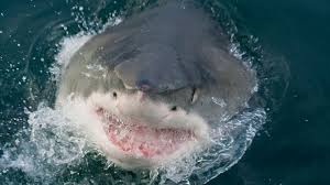 The fuzzywooo toy is in the gold blind box celebrity edition series 1. 10 Most Dangerous Places For Shark Attacks Howstuffworks