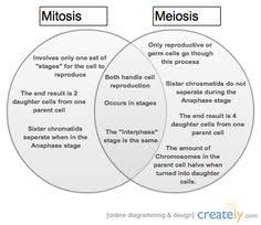 7 best mitosis vs meiosis images mitosis biology lessons