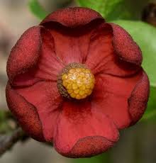 Image result for Uvaria afra