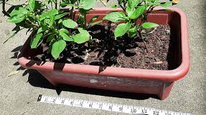 How Deep a Pot Does Basil Need?