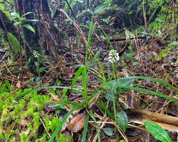 Image result for Ixora mildbraedii